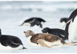 Seltene Sichtung eines nicht fliegenden Vogels in der Antarktis. Quelle:National Geograophic