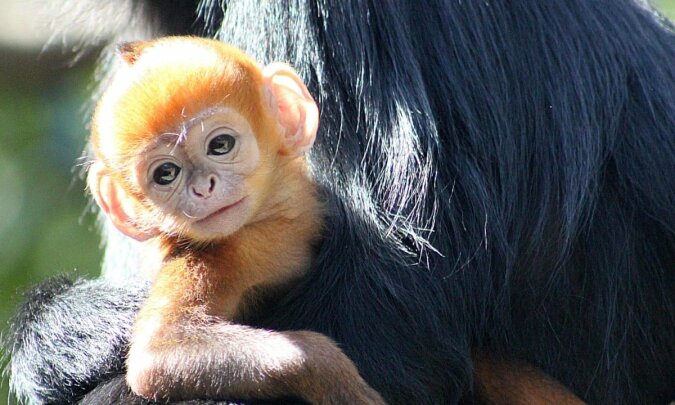 „Kleine Freuden”: Neugeborener Affe freut sich über ein Bad