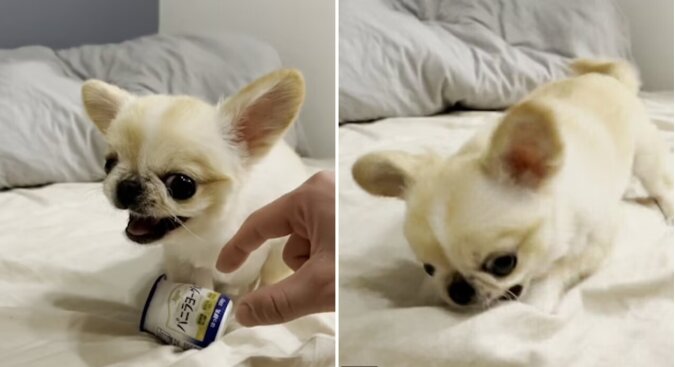 Ein kleiner Chihuahua. Quelle: dailymail.co.uk