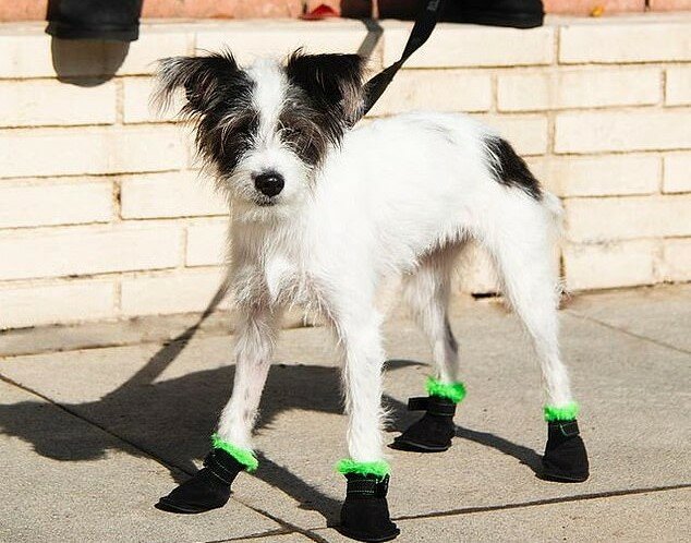 "Auf Haustiere aufpassen": Der Designer hat exklusive Stiefel für Hunde erfunden