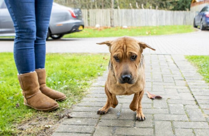 "Zweites Leben": Der Hund, der unter dem Vorbesitzer gelitten hat, hat ein neues Zuhause gefunden und wird nun das Leben genießen