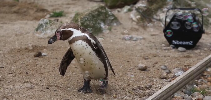 Pinguin im Zoo. Quelle: YouTube