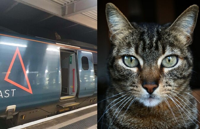 Katze reitet einen Zug. Quelle: dailymail.co.uk