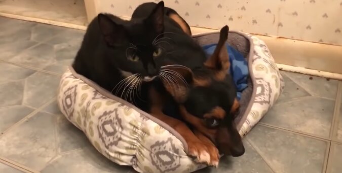 Hund und Katze. Quelle: Screenshot YouTube