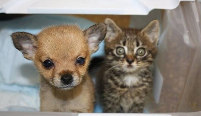 Ein kleines Kätzchen und ein Welpe aus dem Tierheim ersparten sich gegenseitig und fanden ein neues Zuhause