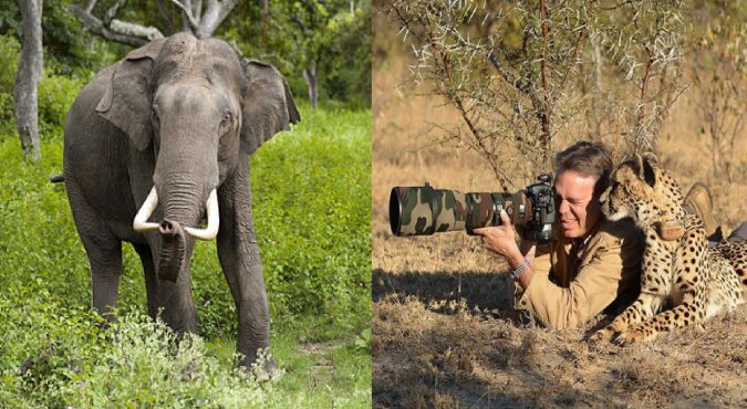 Elefant und GoPro. Quelle: dailymail.co.uk