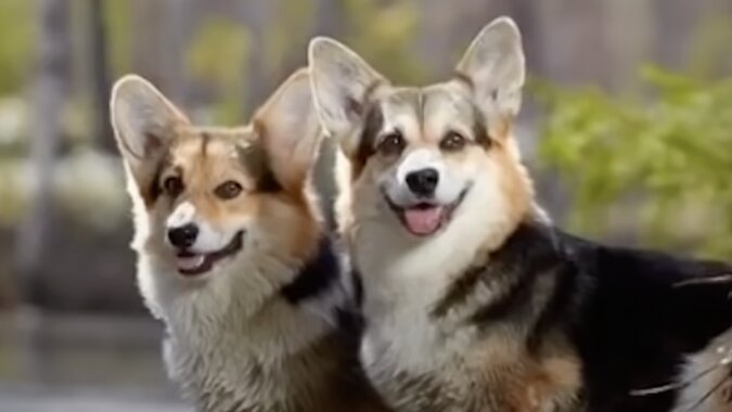 Überraschend kluge Corgi-Hunde. Quelle: Screenshot YouTube
