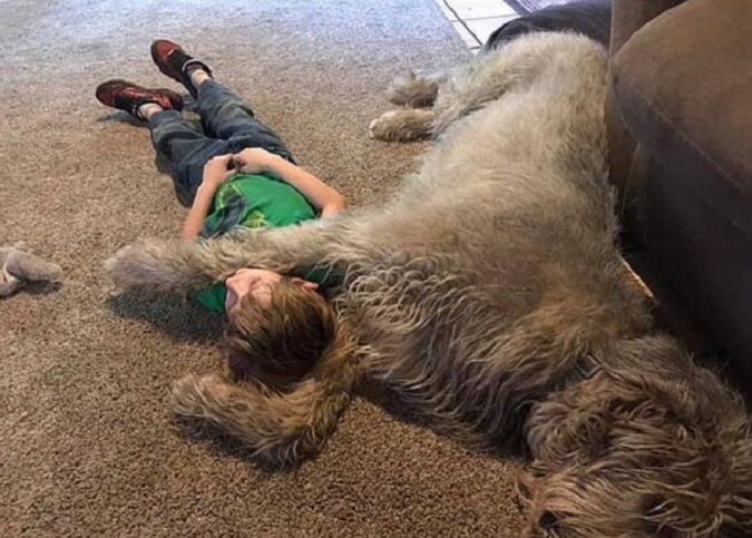 Der irische Wolfshund Wie einer der größten Hunde der Welt aussieht