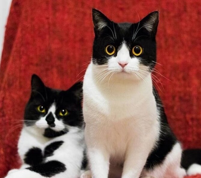 Die ungewöhnliche Färbung der Katze  half ihr echtem Fotomodell zu sein