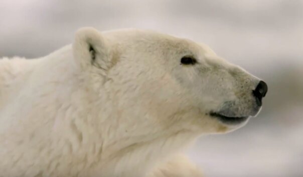 In der Arktis begann man einen Film über Eisbären zu drehen