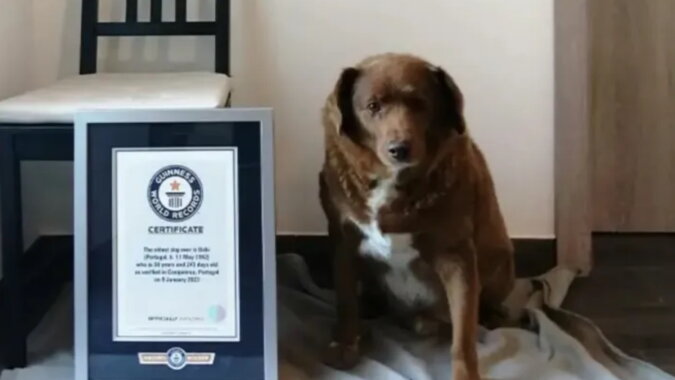 Der älteste Hund der Welt. Quelle: petpop.com