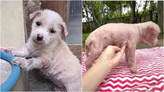 Der Hund wurde auf der Straße gefunden und gerettet. Quelle: petpop.сom