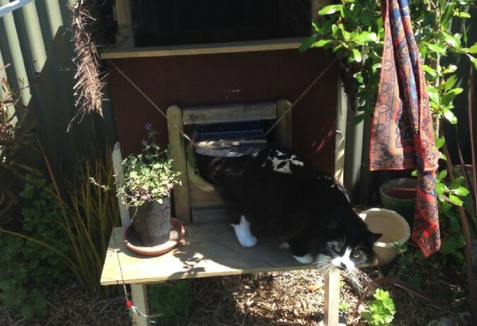 "Alles für ein pelziges Haustier": Der Besitzer baute im Hof ein Katzenhaus für sein Haustier