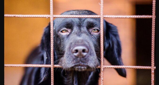 Ein Hund lebte elf Jahre in einem Tierheim und wartete auf seine Besitzer: wie er jetzt lebt