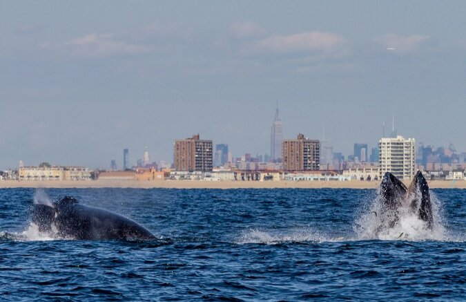 „Auf seiner eigenen Welle“: Ein Fotograf fängt das Wasserspiel des Wals in der Nähe der Stadt ein