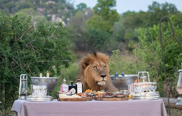 "Königliche Gastfreundschaft": ein Löwe überraschte Safari-Touristen mit seinem Picknick