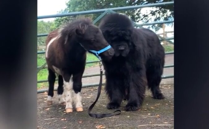 Pony und Hund. Quelle: Screenshot YouTube