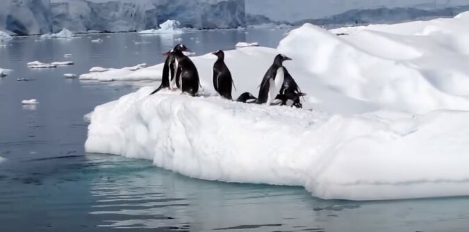 Pinguine. Quelle: Screenshot YouTube