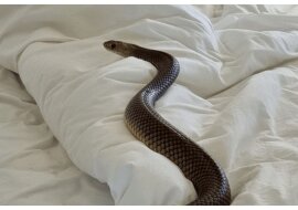 Giftschlange im Bett. Quelle:Zachery's Snake and Reptile Relocation 
