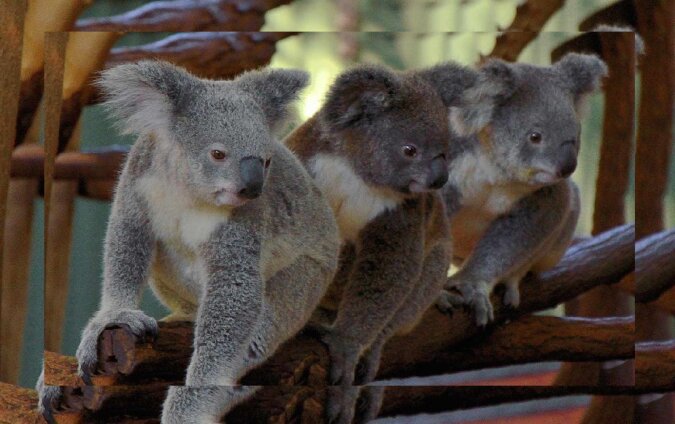 Koalas. Quelle: dailymail.co.uk