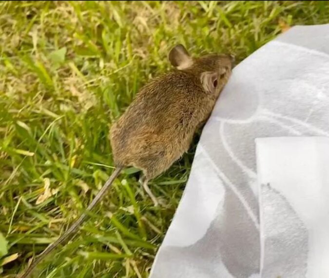 Die Frau fand im Garten eine Maus ohne Lebenszeichen und konnte sie wiederbeleben