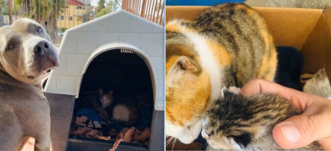 Pitbull gab seine Hundehütte an eine streunende Katze ab, damit sie Kätzchen zur Welt bringen konnte