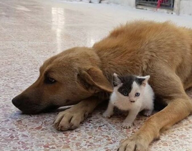 Ein echter Freund: Ein verwaistes Kätzchen freundete sich mit einer Hündin an, die ihre Welpen verloren hat