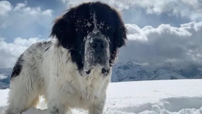 Ein Hund im Schnee. Quelle: goodhouse
