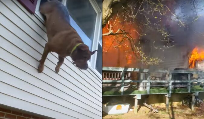 Hund springt aus dem ersten Stock, um Leben zu retten. Quelle: Screenshot YouTube