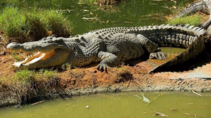 Ein 74-jähriger Rentner aus dem US-Bundesstaat Florida rettete seinen Welpen aus dem Rachen eines Alligators