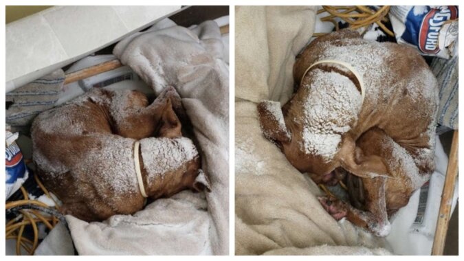 Ein ausgesetzter Hund wurde unter dem Schnee gefunden. Quelle: petpop.сom