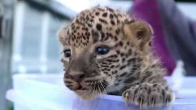 Rückkehr nach Hause: Die Menschen fanden einen kleinen Leoparden und beschlossen, ihn seiner Mutter zurückzugeben