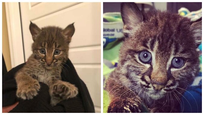 Luchs. Quelle: petpop.com