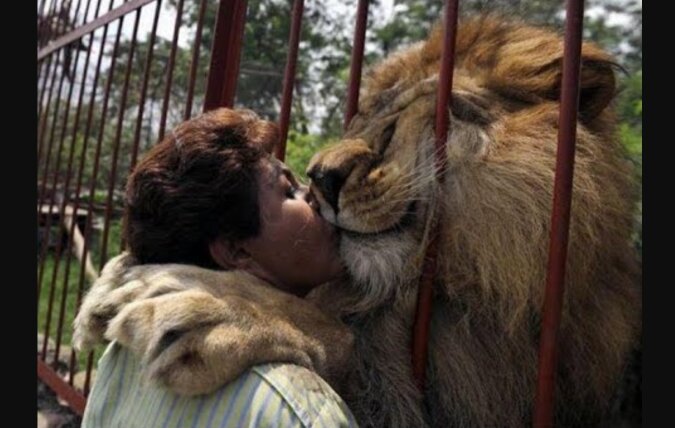 Die Löwen stürzten sich darauf, die erste Besitzerin zu umarmen, die sie seit 7 Jahren nicht mehr gesehen hatten