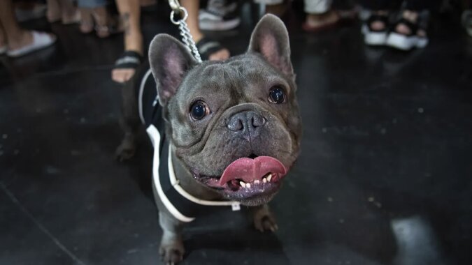 Französische Bulldogge. Quelle: www. novochag.сom