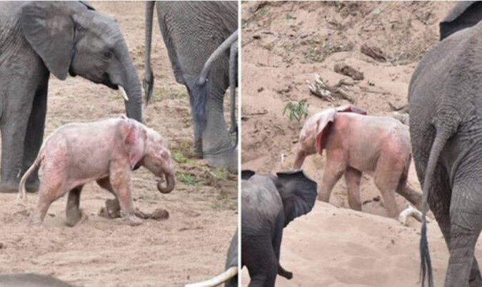 „Er unterscheidet sich von den anderen“: ein Tourist hat es geschafft, einen Albino-Elefanten zu fotografieren