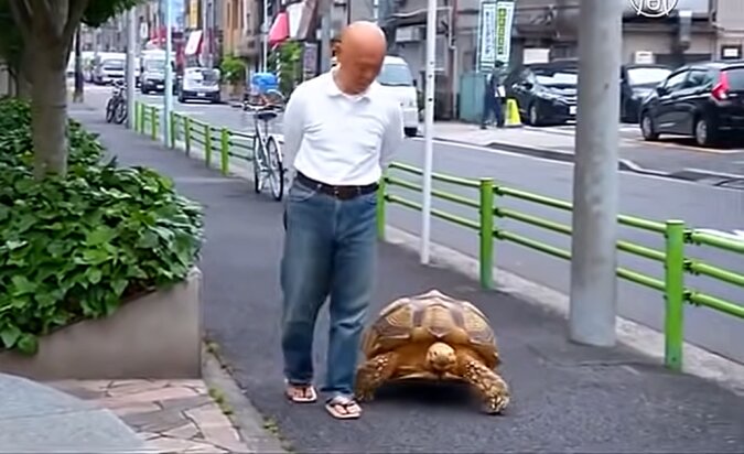 Mann und Schildkröte. Quelle: Screenshot YouTube