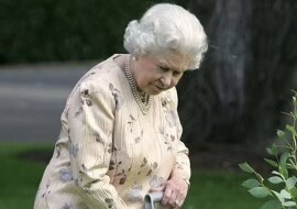 Der Lieblingsbaum von Elizabeth II. könnte verschwinden. Quelle:Tim Rooke/Shutterstock