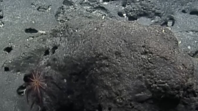 Der Meeresboden, auf dem die Forschung durchgeführt wird. Quelle: Screenshot YouTube