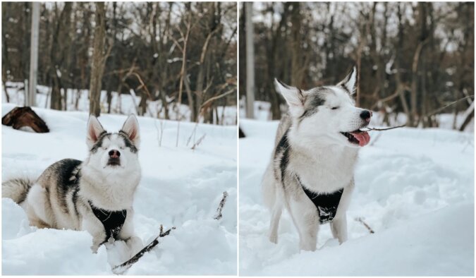 Husky Mackenzie im Schnee. Quelle: mackenziethehusky | Instagram