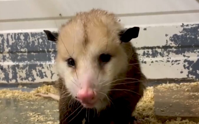 Eine Hündin wurde Mutter von Opossum-Babys und lässt sie auf ihrem Rücken reiten