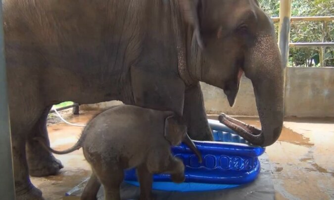 Ein kleines Elefantenbaby badete sich zum ersten Mal in seinem Leben unter der Aufsicht einer Elefantenherde