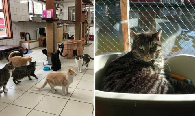 Die Frau beherbergte ein paar Dutzend Katzen und brachte sie dann an einen seltsamen Ort