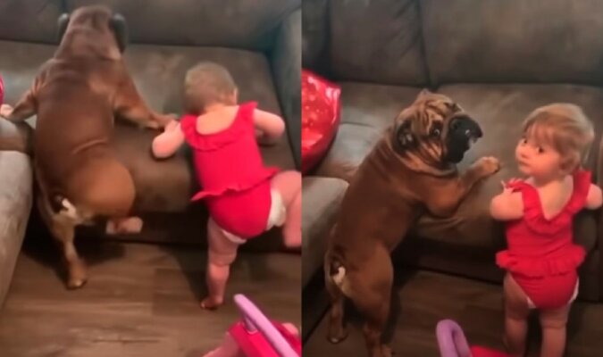 Zusammenarbeit: Baby und Hund versuchten gemeinsam auf das Sofa zu klettern