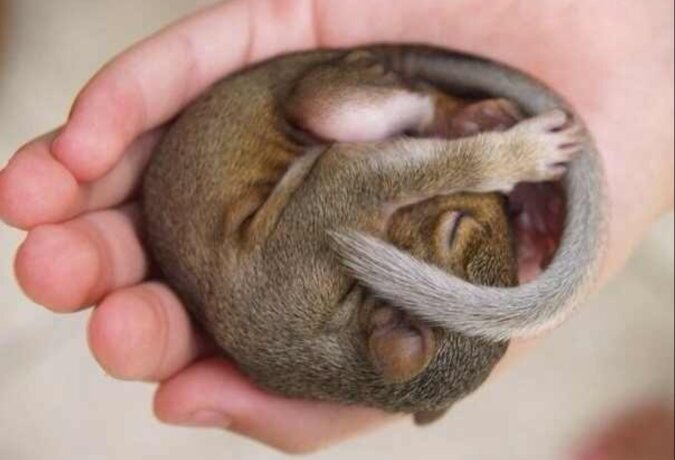 Junge Frau heilte ein Baby-Eichhörnchen und entließ es in die Freiheit: Einige Monate später kehrte es mit seinem Nachwuchs zurück