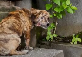 "Ich glaube nicht, dass man mich lieben wird": ein streunender Hund, der auf der Suche nach Futter durch die Straßen läuft