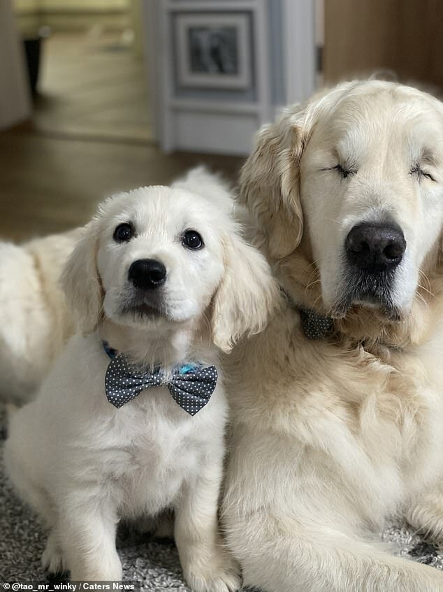 Alter Hund, der nicht mehr sehen kann, hat einen kleinen Führerfreund