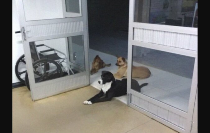 Ein obdachloser Mann kam ins Krankenhaus: in der Zwischenzeit warteten vier Hunde gehorsam vor der Tür auf ihn