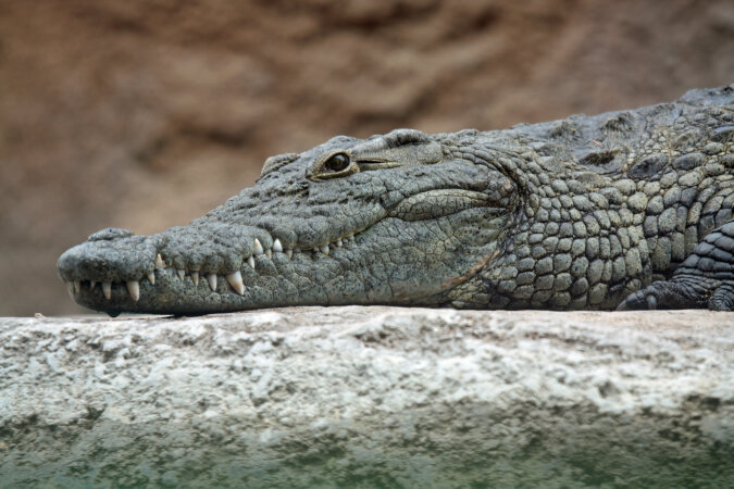 "In der Mittagspause": Ein vier Meter langes Krokodil beschloss, entlang einem Touristenstrand zu gehen
