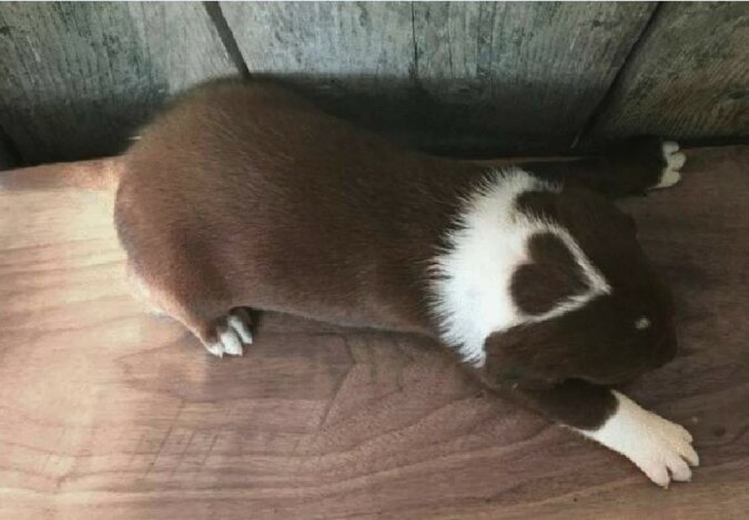 "Pelzige Verkörperung der Liebe": Ein Labrador-Welpe wurde mit einer ungewöhnlichen Eigenschaft geboren